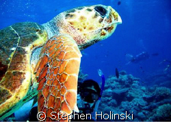 Taken with a Canon A630 and Sea and Sea single strobe.  W... by Stephen Holinski 